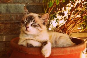 kitten asleep in a pot, beautiful cat asleep, pet portrait-1995961.jpg